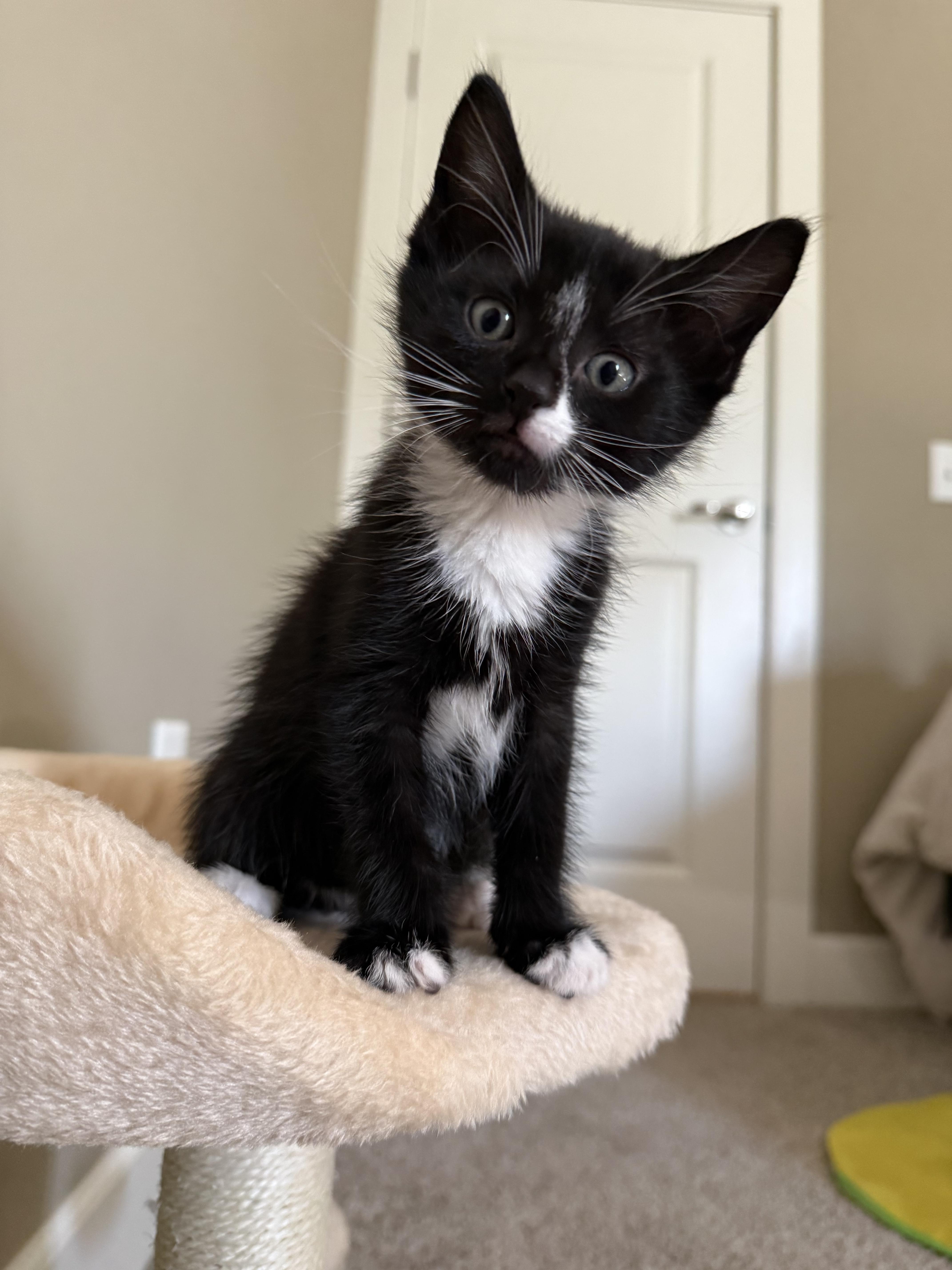 A baby medium-sized male Black Domestic Short Hair cat named Mavis for adoption in Ontario, NY