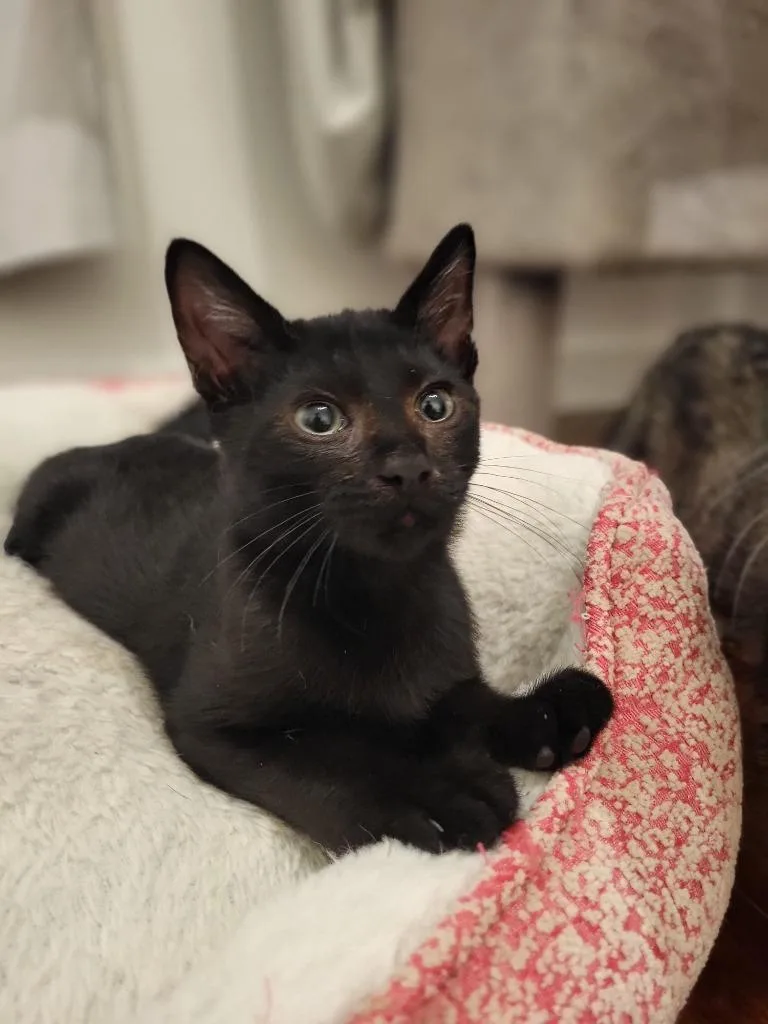 A baby medium-sized male Domestic Short Hair cat named Lars for adoption in Salt Lake City, UT