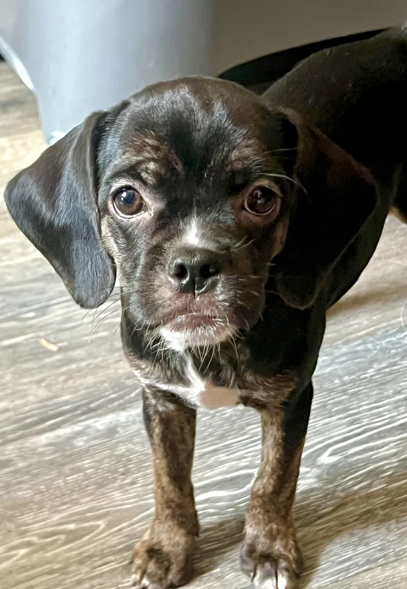 A baby medium-sized female Brindle Mixed Breed dog named Pebbles for adoption in Mt Pleasant, SC