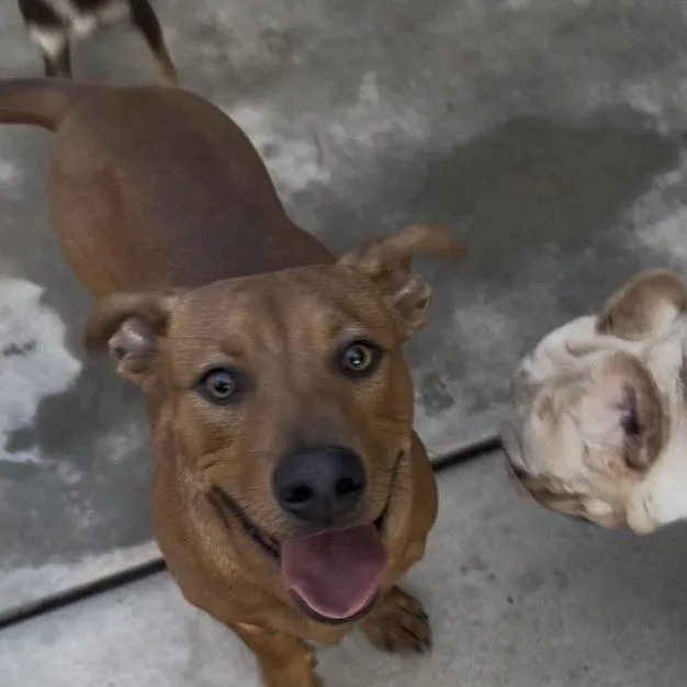 A young medium-sized male Red / Chestnut / Orange Dachshund dog named Antonio for adoption in Las Vegas, NV
