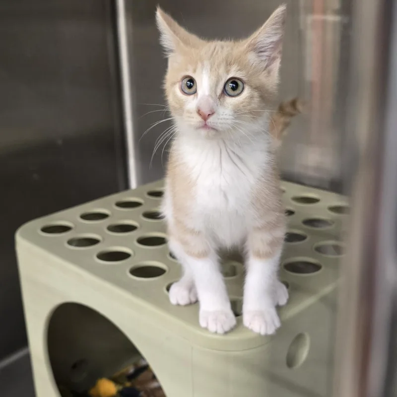 A baby medium-sized female Orange & White Domestic Short Hair cat named Tikimiki Ort for adoption in Missouri City, TX