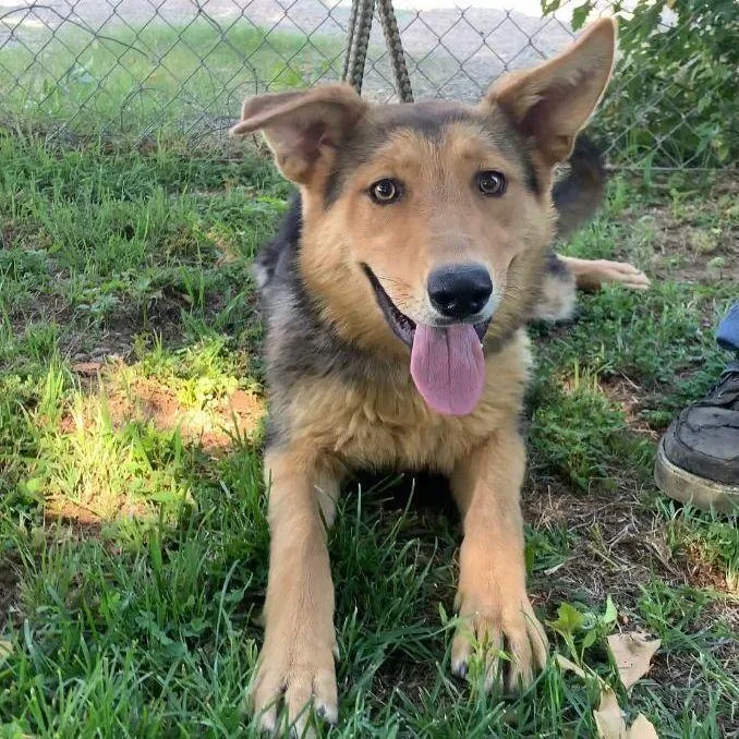 Penelope thumbnail 2