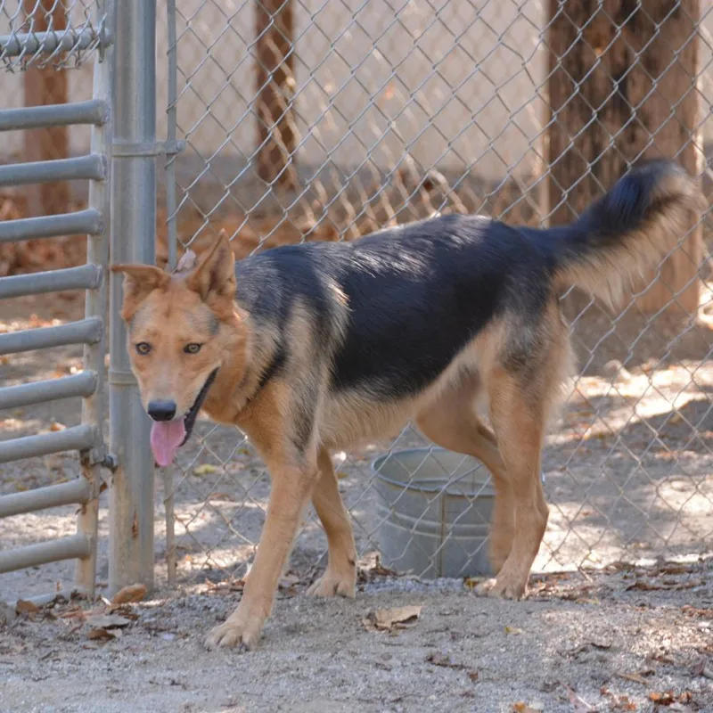 Penelope thumbnail 3