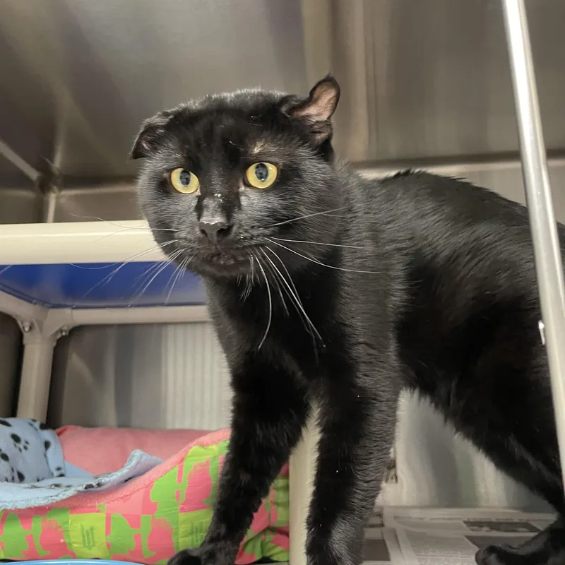 A young medium-sized male Black American Shorthair cat named Salem for adoption in North Kingstown, RI