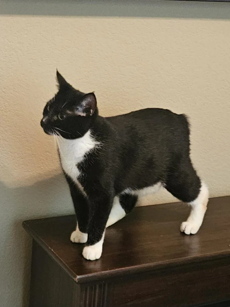 Vinnie