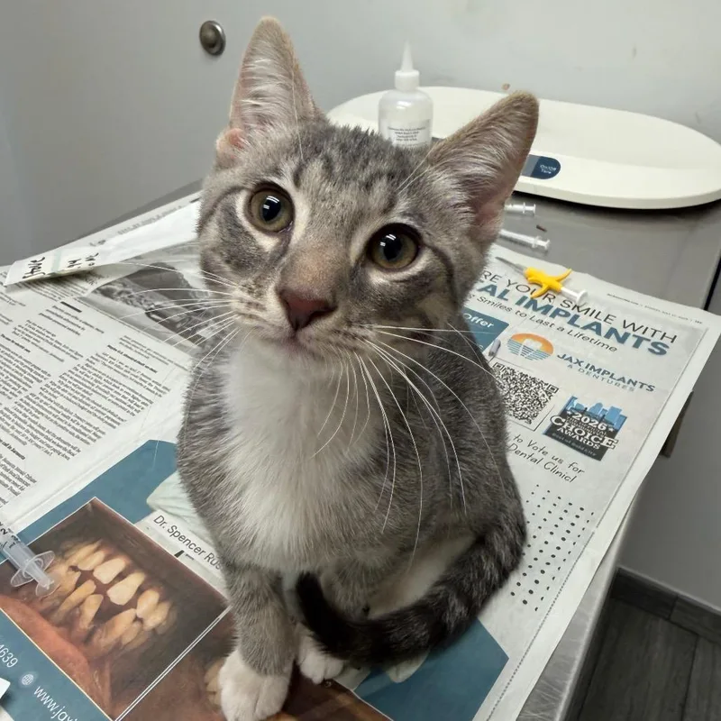 A baby small-sized male Gray / Blue / Silver Domestic Short Hair cat named Stove for adoption in Jacksonville, FL