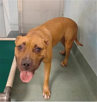 A young medium-sized female Pit Bull Terrier dog named Roma for adoption in Baldwin Park, CA