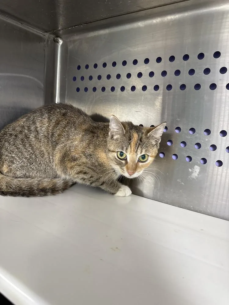 A baby small-sized female Domestic Short Hair cat named Freyja for adoption in Fort Walton Beach, FL