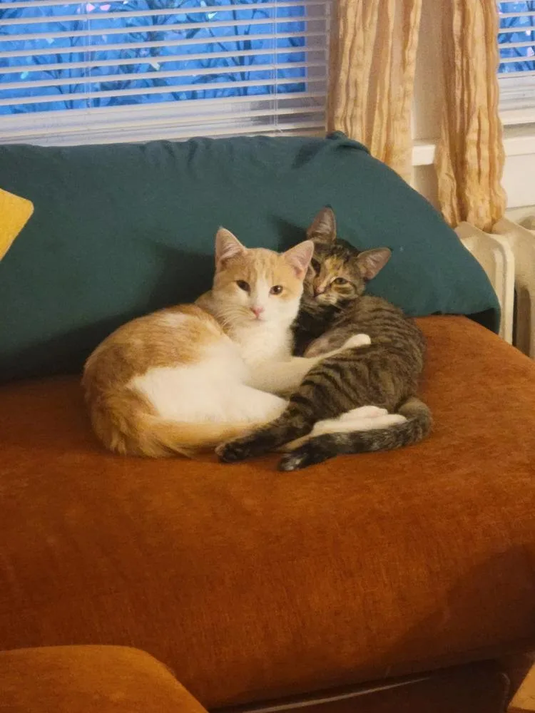 Precious thumbnail 3