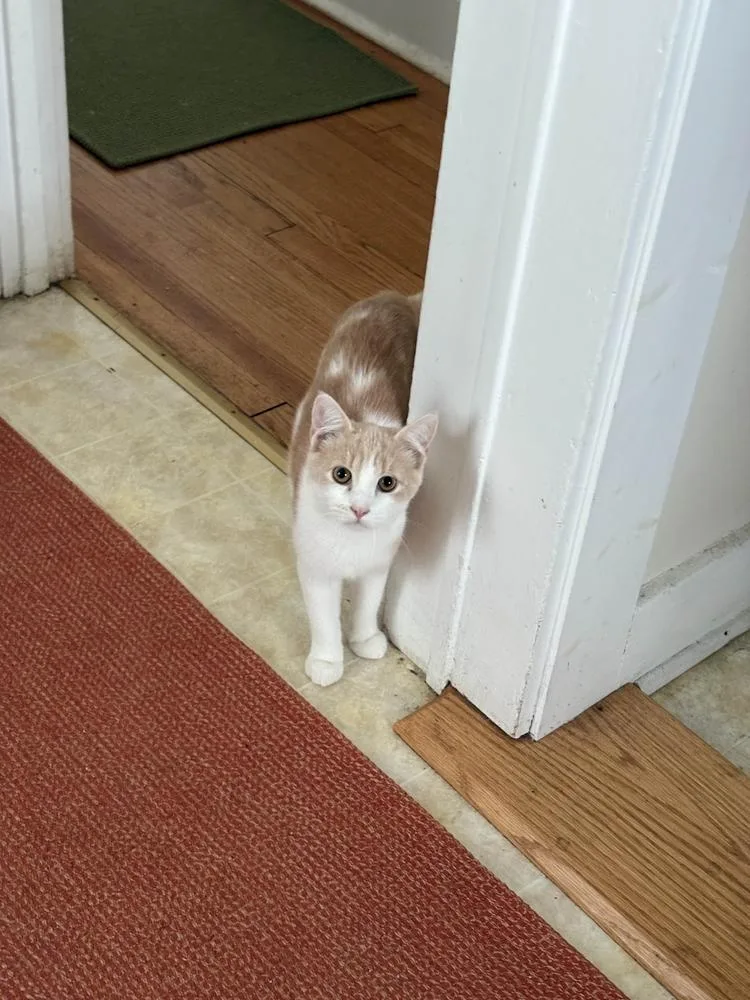 Precious thumbnail 4