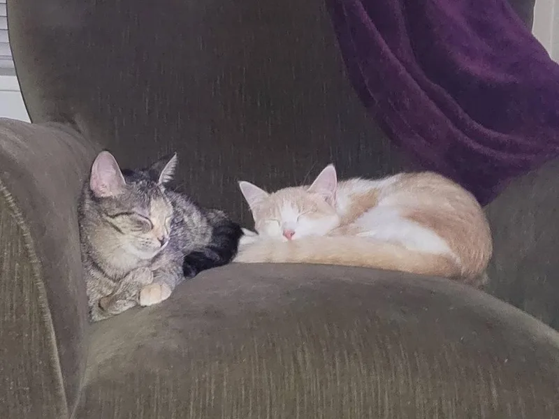 Precious thumbnail 5