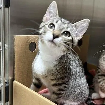 A baby small-sized female Domestic Short Hair cat named Pringle for adoption in Novelty, OH