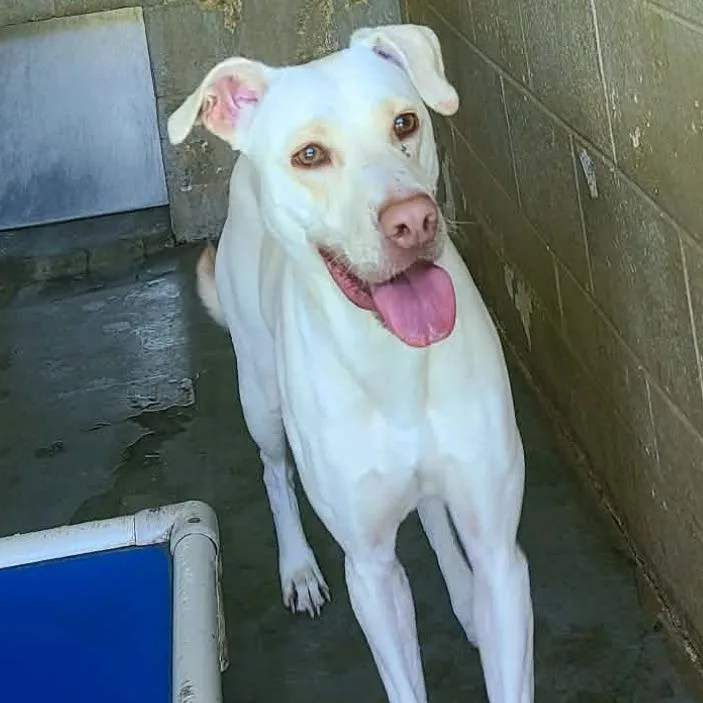 An adult small-sized female Yellow / Tan / Blond / Fawn Yellow Labrador Retriever dog named Millie for adoption in Coos Bay, OR