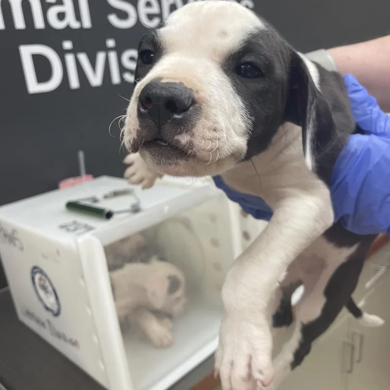 A baby medium-sized male Black Mixed Breed dog named Gummy Bear for adoption in Columbus, GA