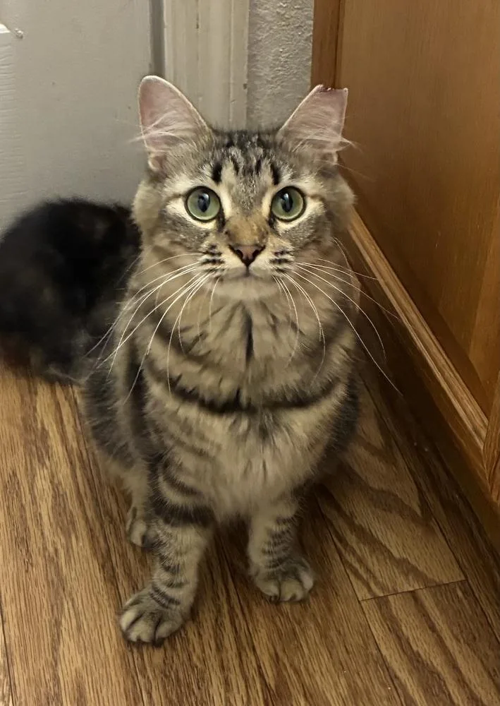 An adult medium-sized female Domestic Long Hair cat named Gracie for adoption in Saint Augustine, FL