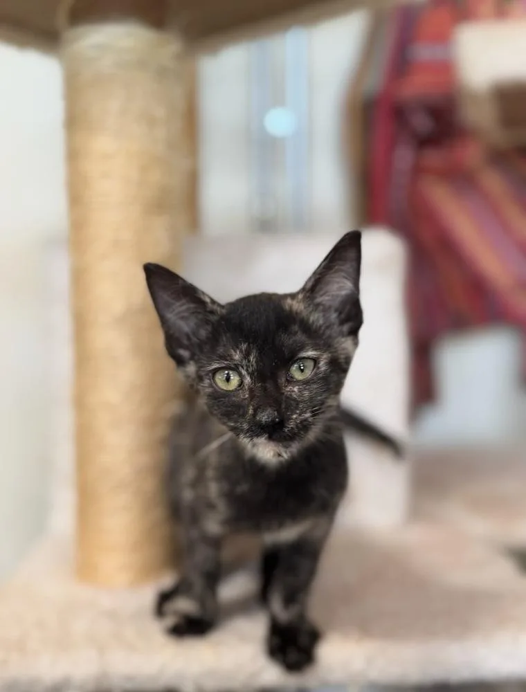 A baby small-sized female Black Domestic Short Hair cat named Kairi for adoption in Tucson, AZ