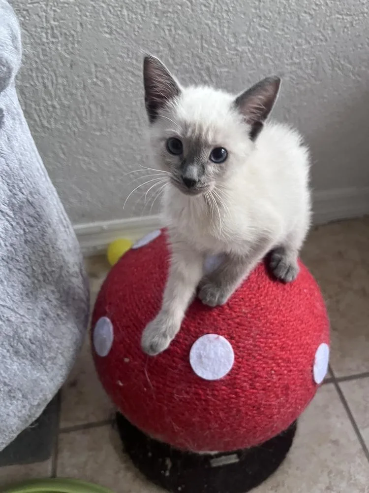 An adult small-sized female Tabby (Buff / Tan / Fawn) Domestic Short Hair cat named Becky for adoption in Orlando, FL