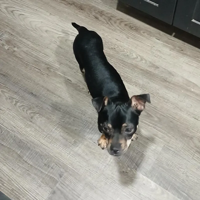 An adult small-sized male Black Chihuahua dog named Herbert for adoption in Tempe, AZ