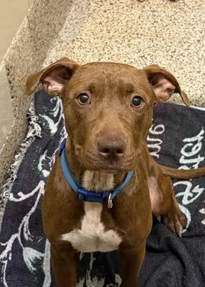 An adult medium-sized female Mixed Breed dog named Reyna for adoption in Aiken, SC