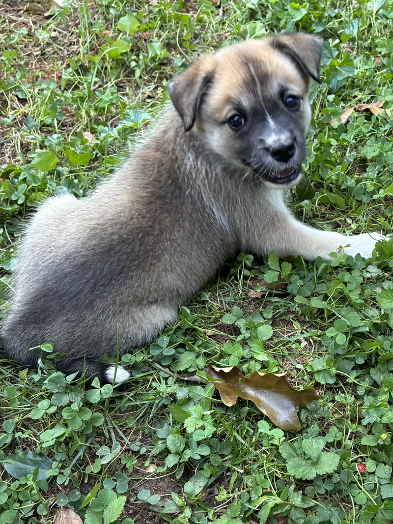 A baby large-sized female Anatolian Shepherd dog named Tess for adoption in Greensboro, NC