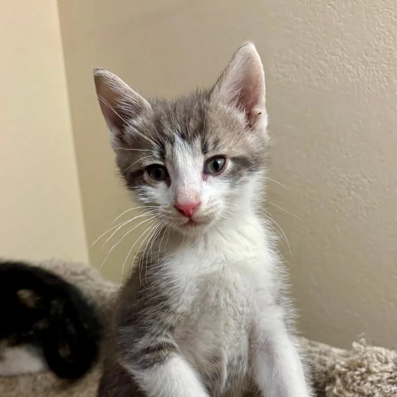 A baby small-sized male Gray / Blue / Silver Domestic Short Hair cat named Greyson for adoption in Troy, IL