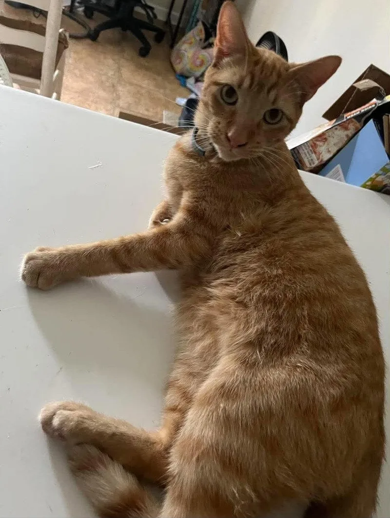 An adult small-sized male Domestic Short Hair cat named Pickles for adoption in Mount Pleasant, SC