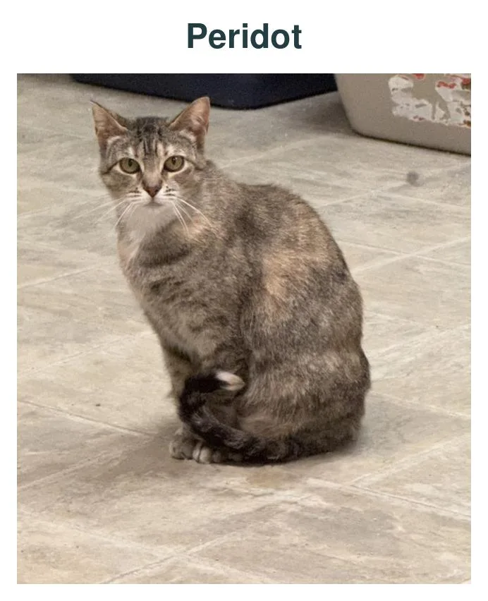 An adult medium-sized female Torbie Domestic Medium Hair cat named Peridot for adoption in Richland Center, WI