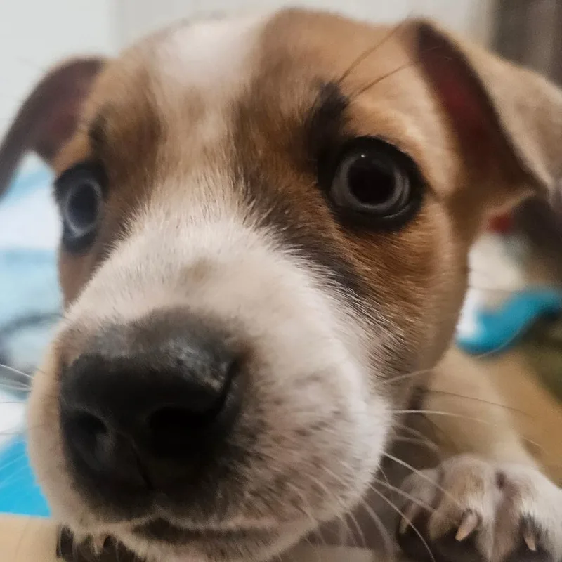 A baby small-sized male Yellow / Tan / Blond / Fawn Mixed Breed dog named Shoe for adoption in Flagstaff, AZ