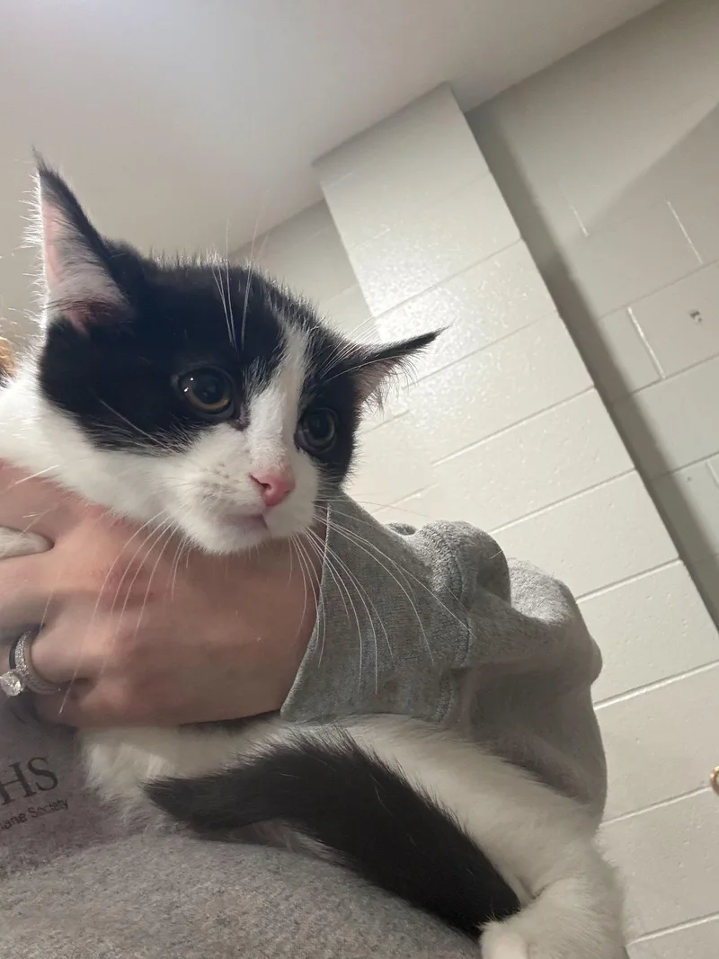 A baby small-sized male Black & White / Tuxedo Tuxedo cat named Sebastian for adoption in Jackson, MI