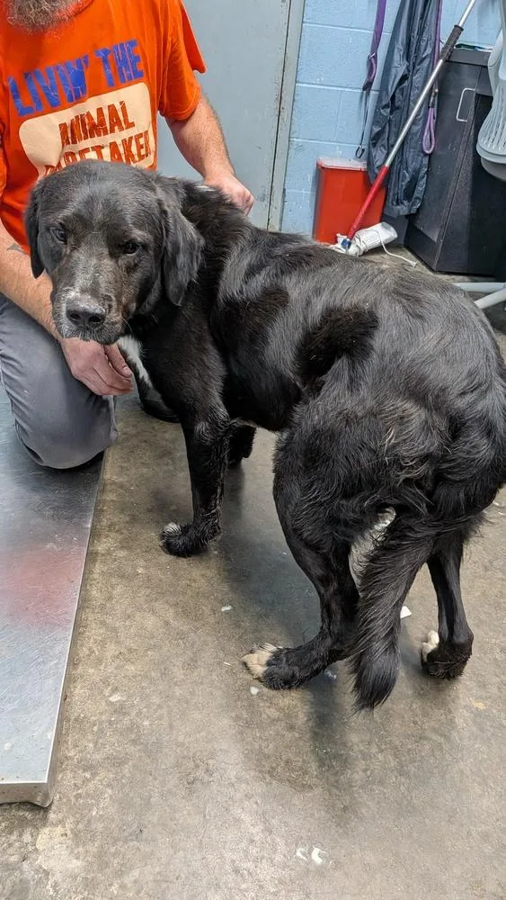 An adult medium-sized male Retriever dog named Slim for adoption in Evansville, IN