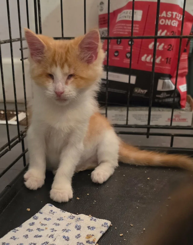 A baby medium-sized male Domestic Long Hair cat named Nod for adoption in Versailles, KY