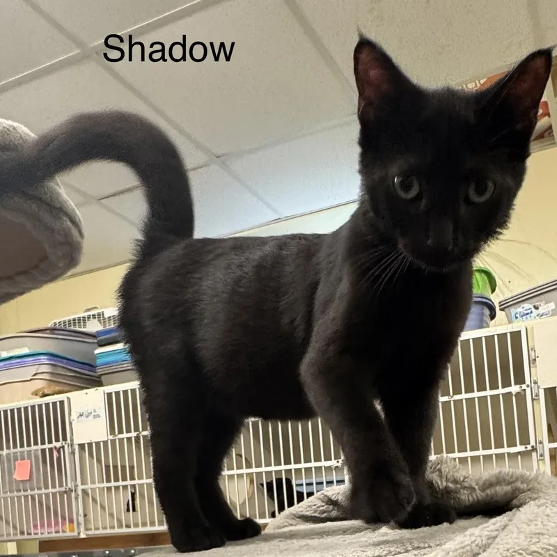 A baby medium-sized male Black Domestic Short Hair cat named Shadow for adoption in Ulster, PA