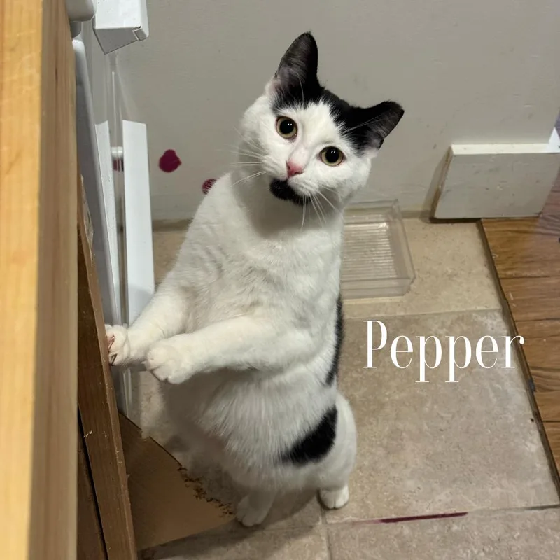 An adult medium-sized female Black Domestic Short Hair cat named Pepper for adoption in Middle Village, NY