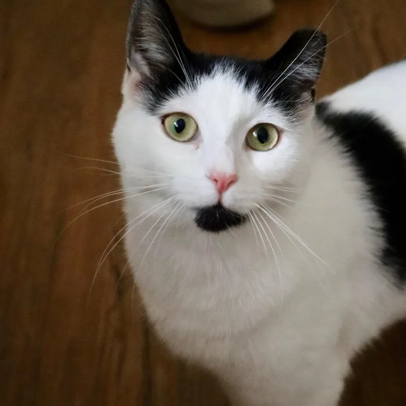 Pepper thumbnail 2