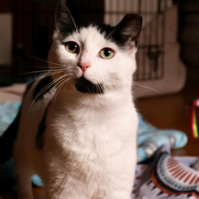 Pepper thumbnail 3