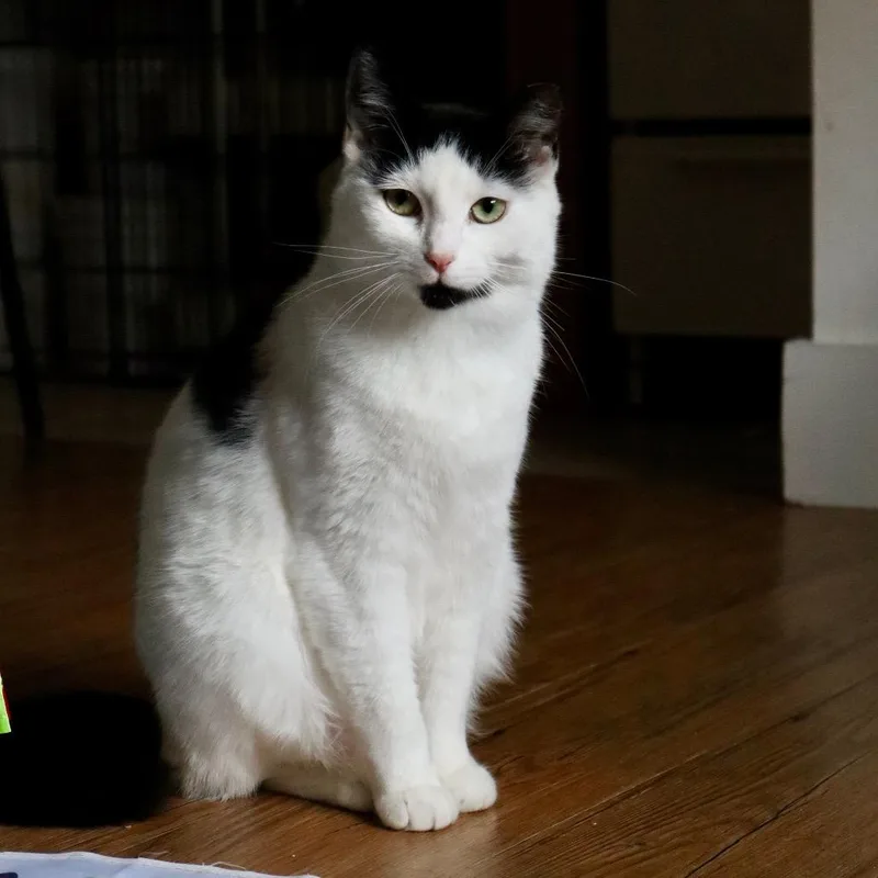 Pepper thumbnail 4