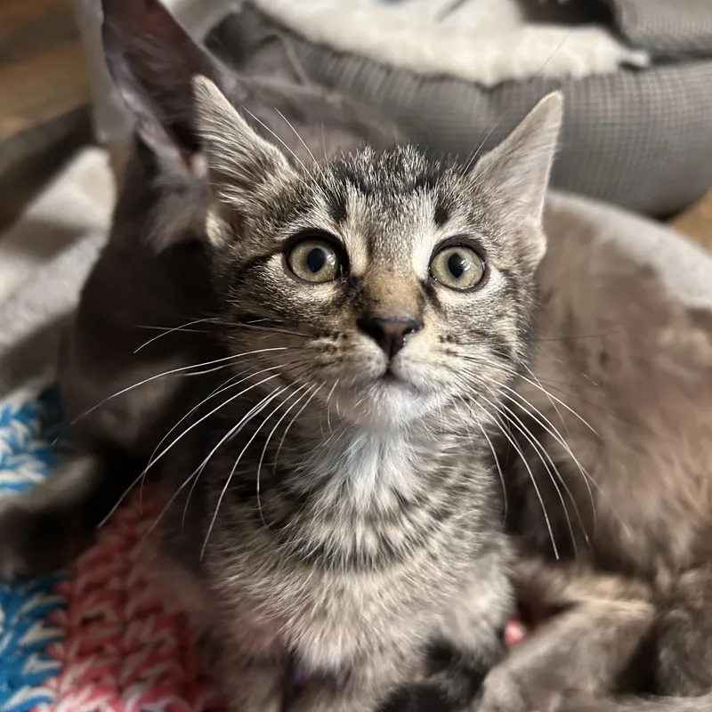 A baby small-sized male Tabby (Brown / Chocolate) Domestic Short Hair cat named Milk Dud for adoption in Warminster, PA