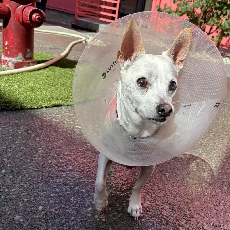 A senior small-sized male White / Cream Chihuahua dog named Fester for adoption in San Francisco, CA