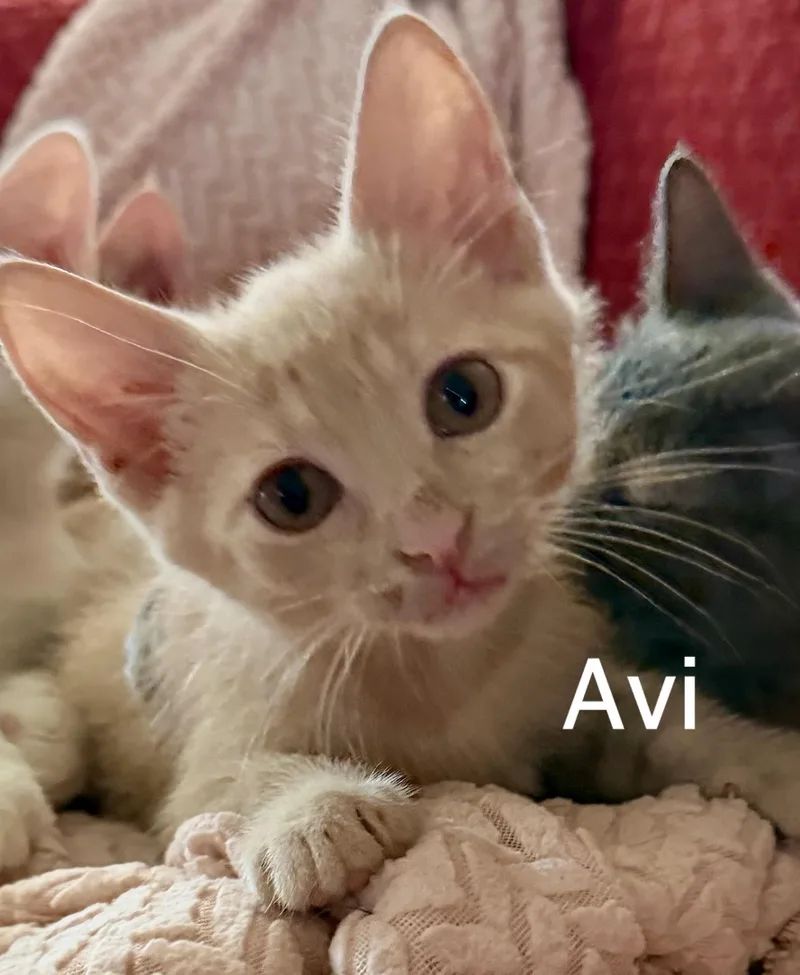 A baby medium-sized male Buff / Tan / Fawn Domestic Short Hair cat named Avi for adoption in Owasso, OK