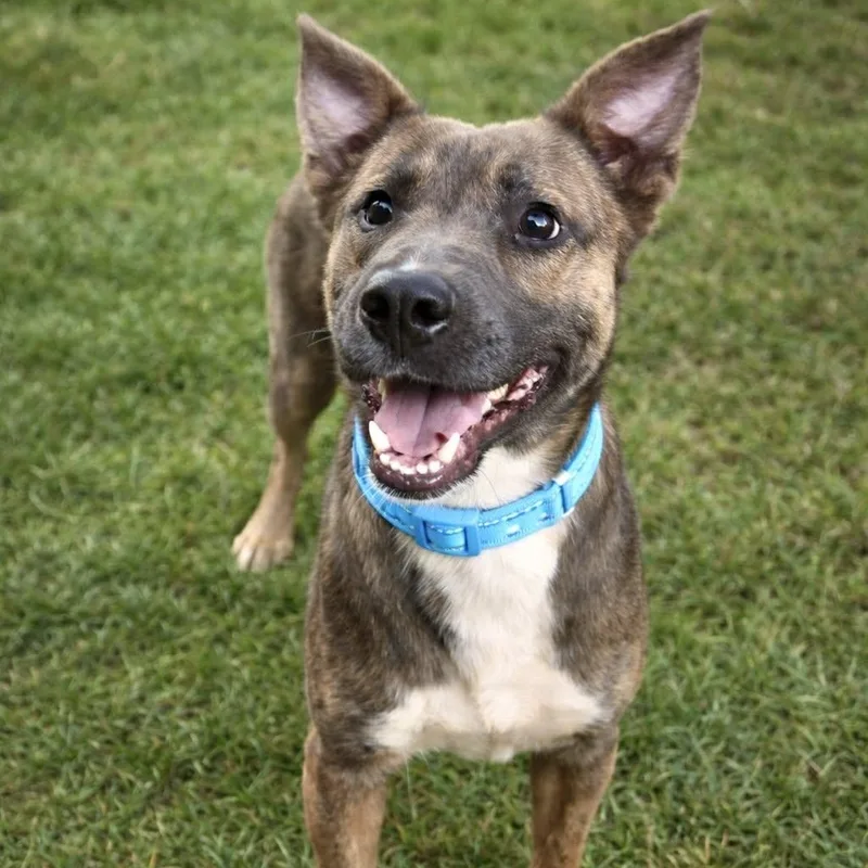 An adult medium-sized male Mountain Cur dog named Banjo for adoption in Enfield, CT