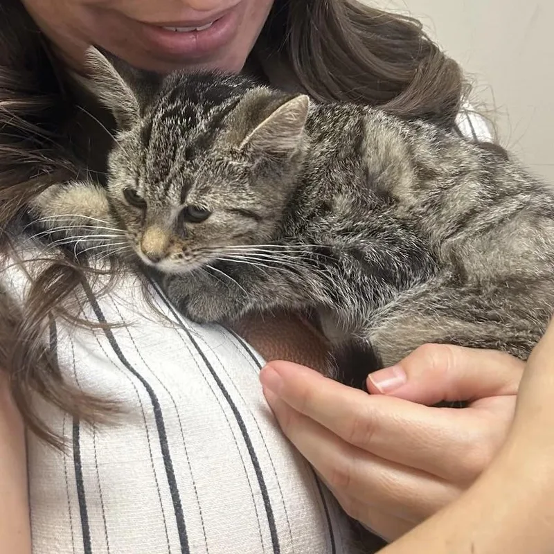A baby medium-sized female Tabby (Brown / Chocolate) Tabby cat named Ruthie for adoption in Sacramento, CA