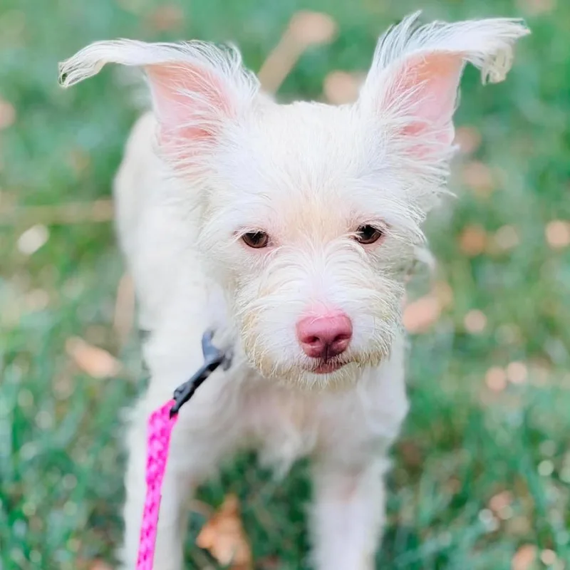An adult small-sized female Yorkshire Terrier dog named Emily for adoption in Farmersville, OH