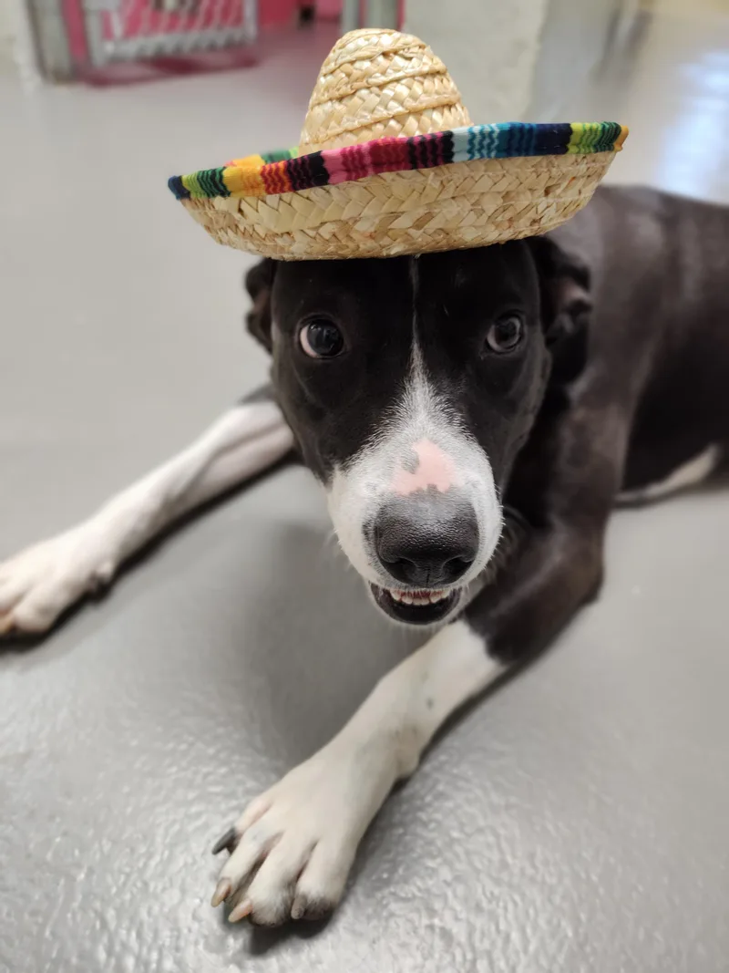 Oakleigh thumbnail 2