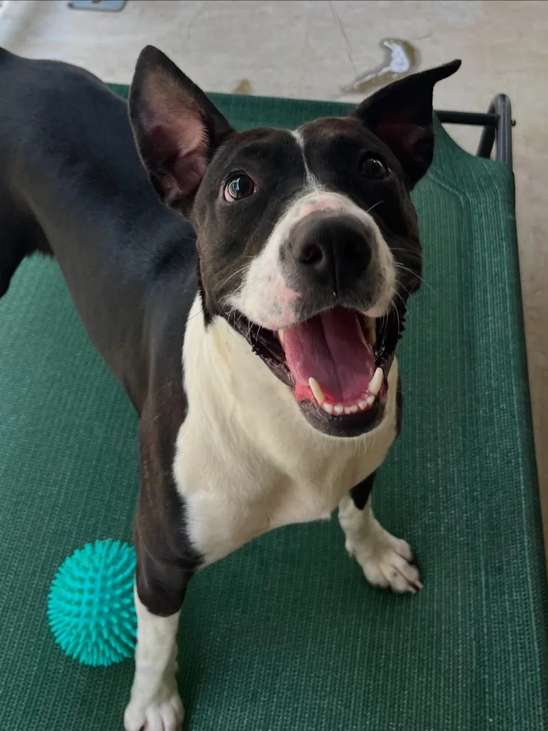 Oakleigh thumbnail 3