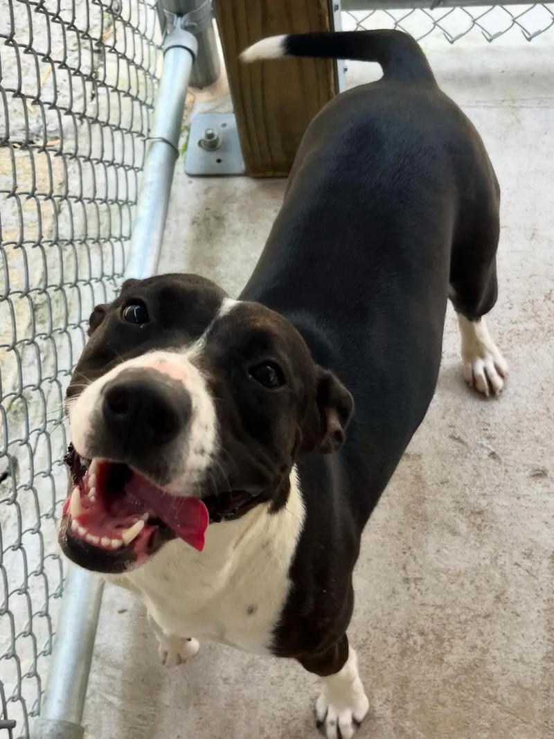 Oakleigh thumbnail 4