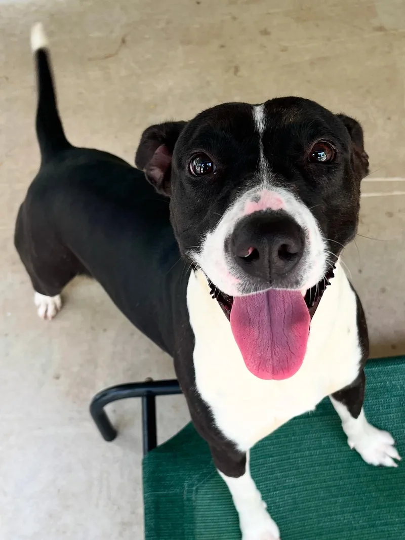 Oakleigh thumbnail 5