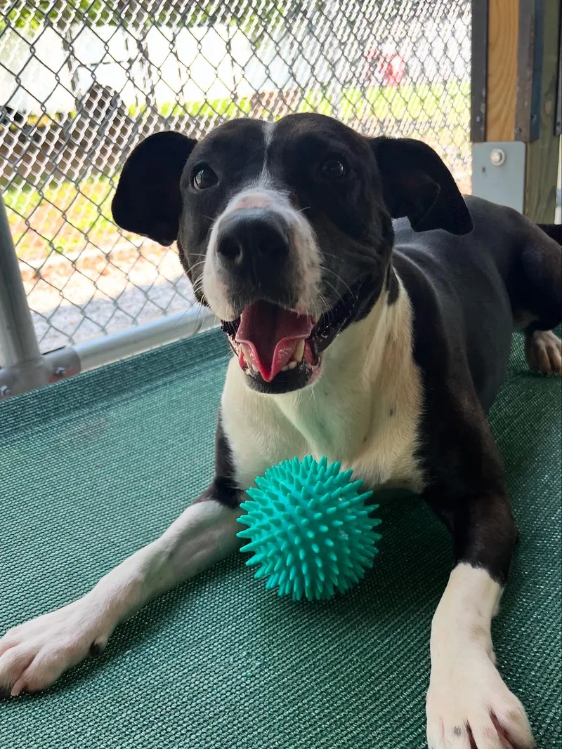 Oakleigh thumbnail 6