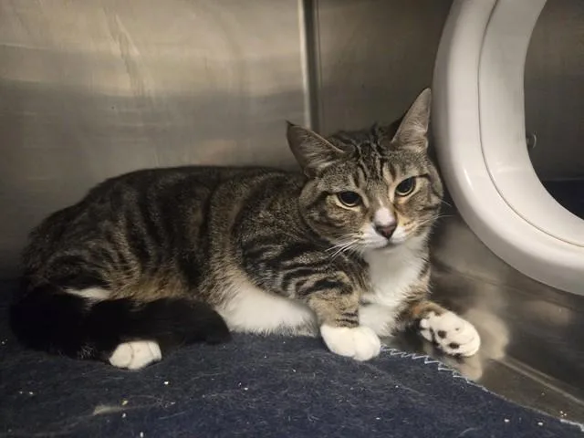 An adult large-sized female Domestic Short Hair cat named Loretta for adoption in Antioch, CA