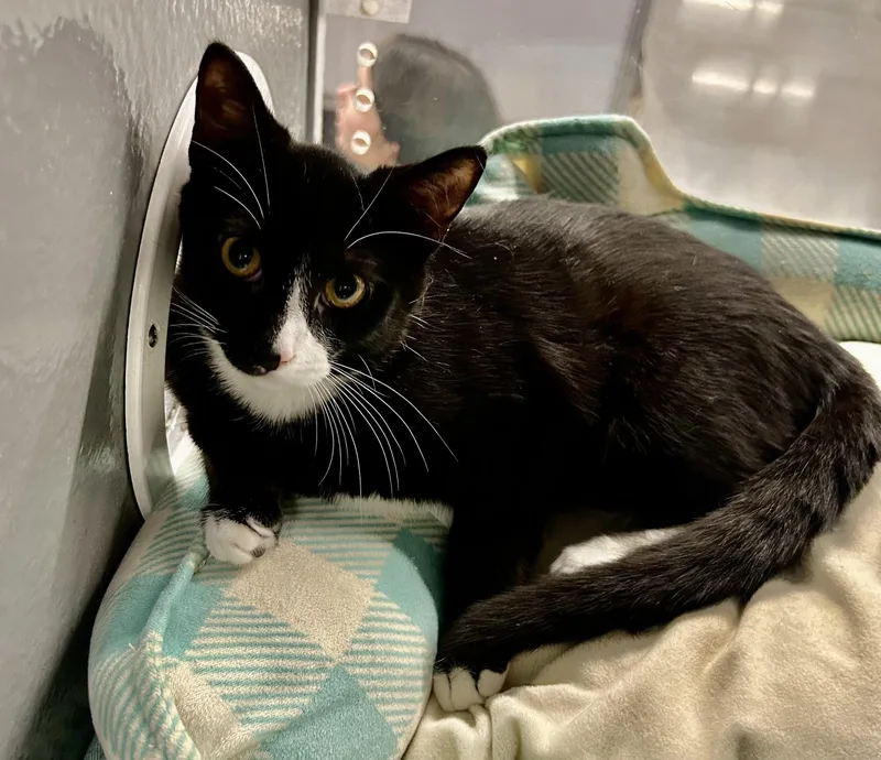 Cookie  Riley Fuzzel