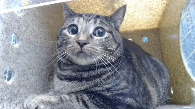 A young medium-sized female Domestic Short Hair cat named Trixie for adoption in Downey, CA